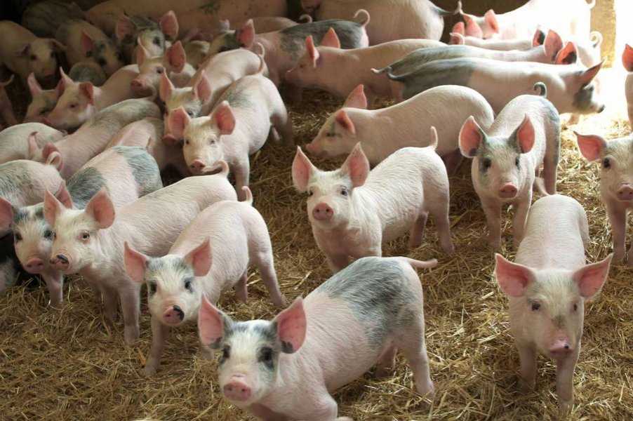 В Великобритании кризис вынудил фермеров сокращать поголовье свиней – страна идет к экономическому коллапсу