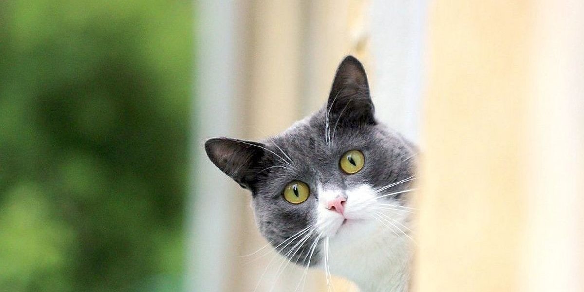 Тайный мир кошачьего восприятия: что на самом деле видят кошки в пустом углу Тайный мир кошачьего восприятия: что на самом деле видят кошки в пустом углу